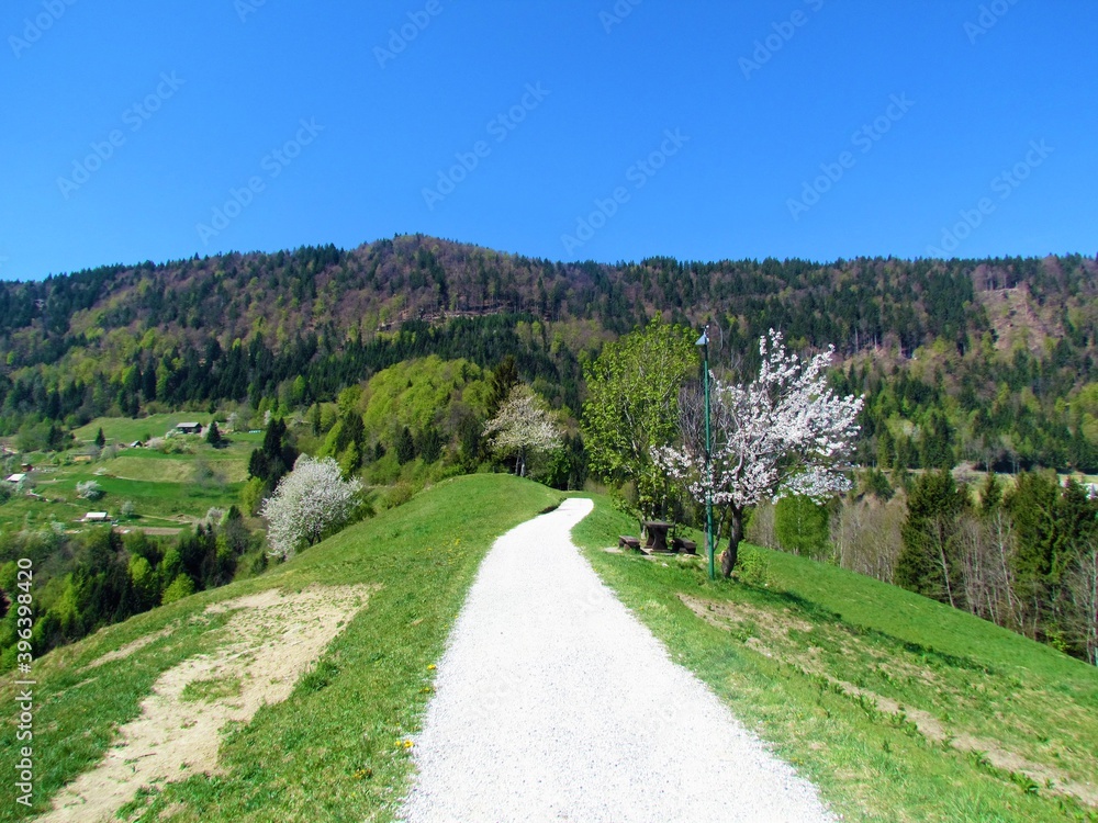 Gravel road near Jamnik village under Jelovica plateaou in spring with white blooming trees