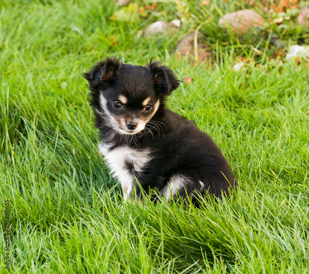 Chihuahua puppy at nine weeks sitting in grass