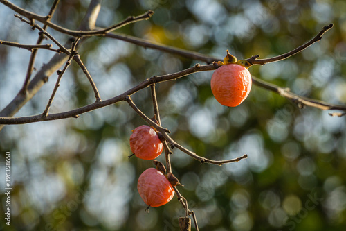 Ripe pink orange small persimmon fruit of Diospyros virginiana on autumn bokeh background. Persimmon tree or Diospyros kaki, species of perennial Ebenaceae tree.