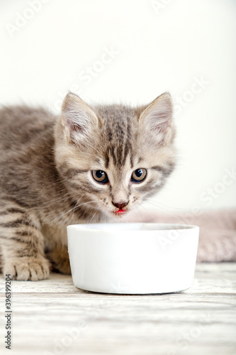 Tabby kitten eat food from white bowl on wooden floor. Baby cat eating junior food. Portrait of kitten while eating