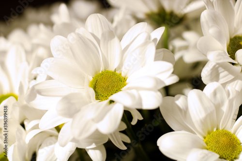 A bouquet of daisies. Flower. Large daisies. Petals. Close-up