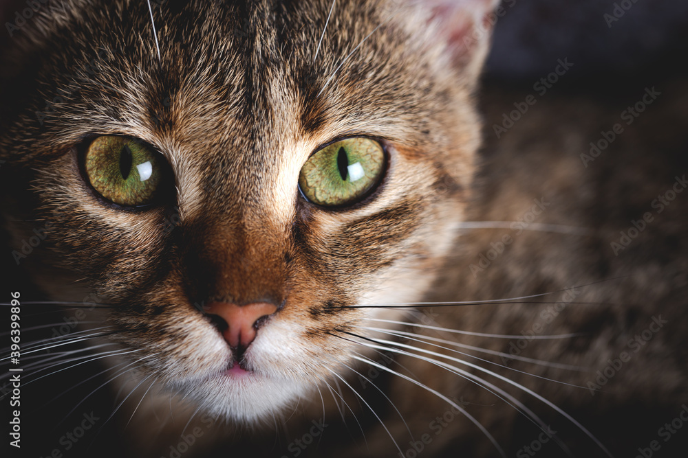 Kitten with beautiful eyes. Close-up portrait of green-eyed kitten.