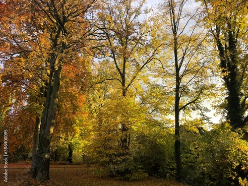 autumn in the park