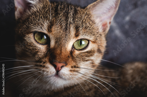 Kitten with beautiful eyes. Close-up portrait of green-eyed kitten. © ozgur