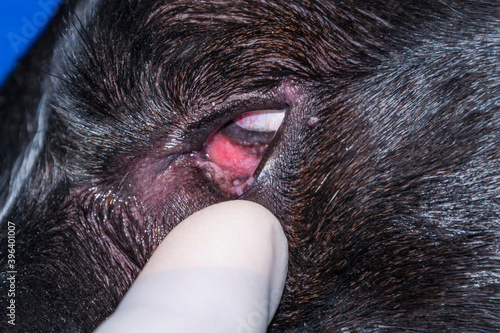 Dermoid eyelid in dog. Veterinary ophthalmology photo