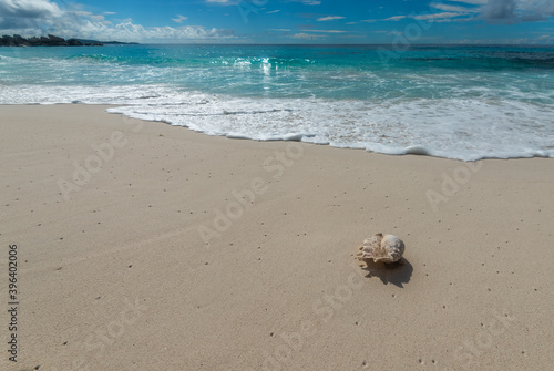 Large seashell on the sandy beach. Copy space © esherez
