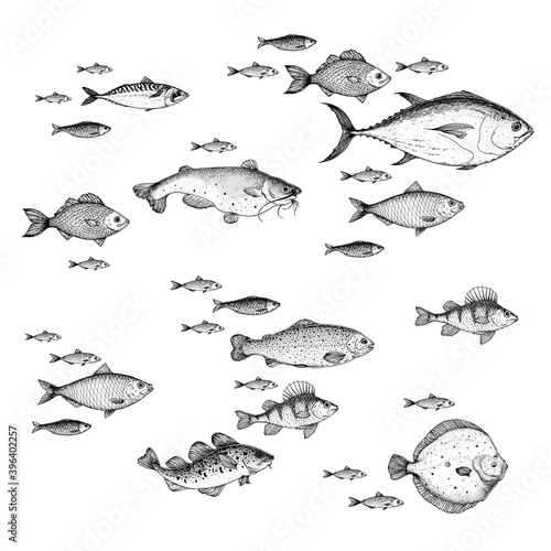 Fototapet Fish sketch collection