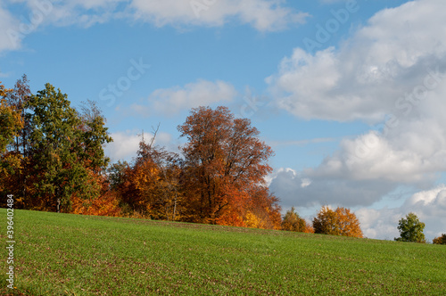 a green cereal field in autumn landscape