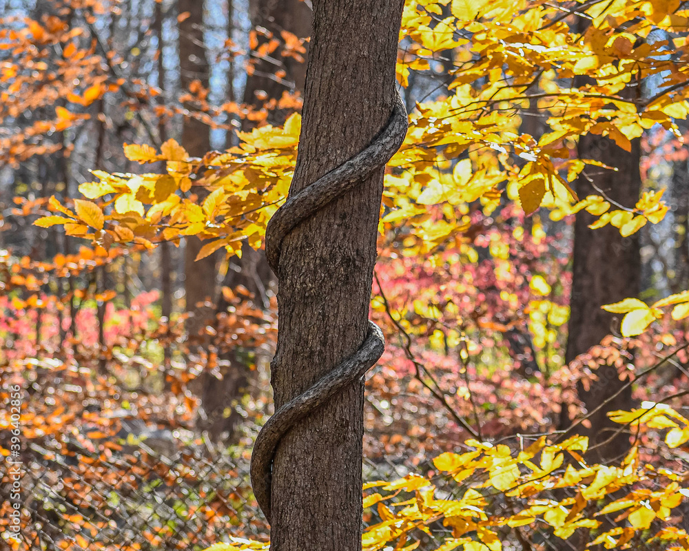 vine wrapped around tree trunk vine wrapped around tree trunk