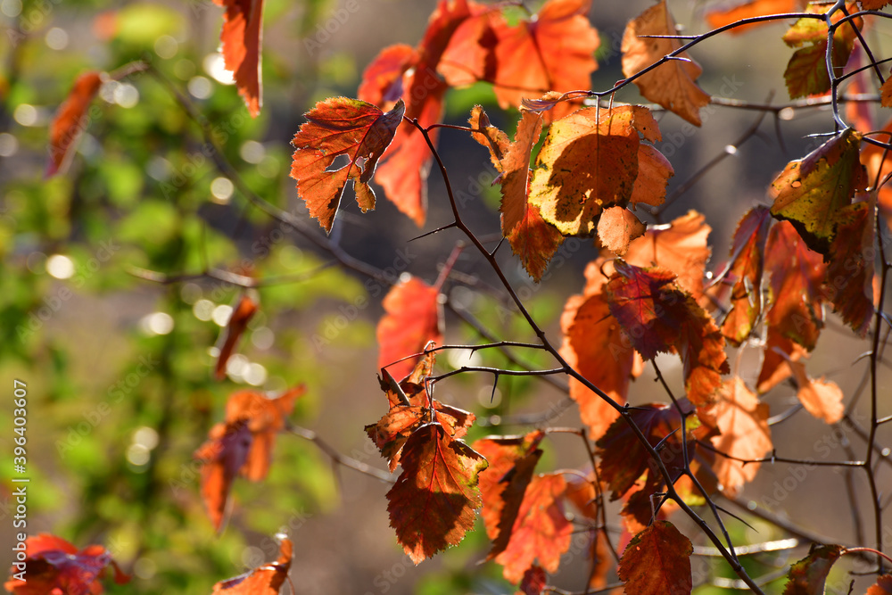 Fototapeta premium Beautiful yellow autumn hawthorn leaves in the garden