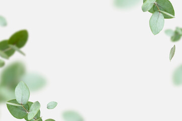 Flying fresh green branches of eucalyptus on light gray background. Flat lay, top view, mock up. Nature eucalyptus leaves background. Eucalyptus branches pattern. Floral frame, layout for design
