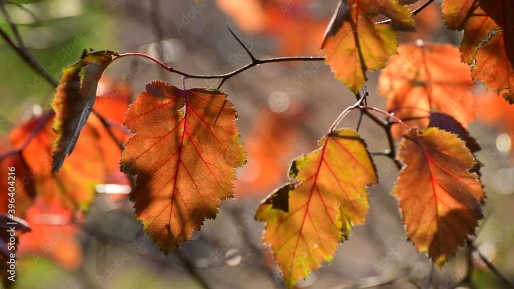 Beautiful yellow autumn hawthorn leaves in the garden Beautiful yellow autumn hawthorn leaves in the garden