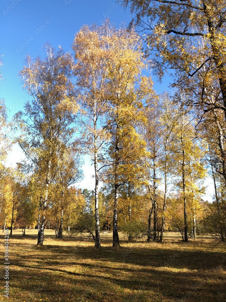 Herbstlich gefärbte Birkenbäume