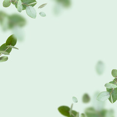 Flying fresh green branches of eucalyptus on light green background. Flat lay, top view, mock up. Nature eucalyptus leaves background. Eucalyptus branches pattern. Floral frame, layout for design