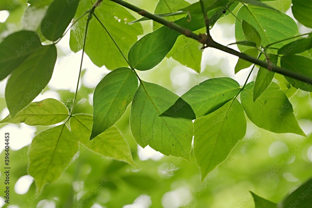 Green leaves of a tree in spring Green leaves of a tree in spring