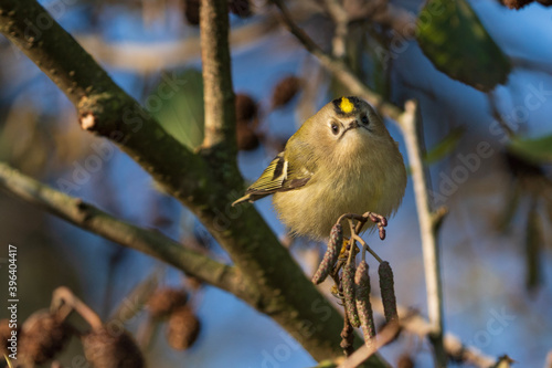 Goldcrest on Branch