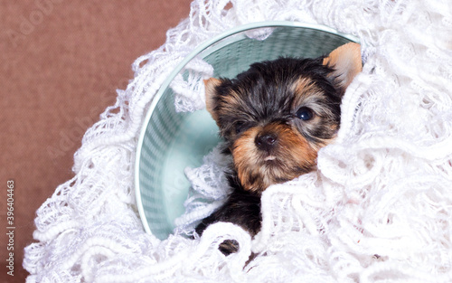 Yorkshire Terrier puppy in a basket