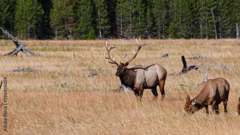 A bull elk managing his herd of females in the fall near the Madison River in Yellowstone National Park. The bull bugles. Clip has sound. Camera follows the animal. A bull elk managing his herd of females in the fall near the Madison River in Yellowstone National Park. The bull bugles. Clip has sound. Camera follows the animal.