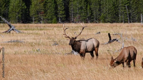 A bull elk managing his herd of females in the fall near the Madison River in Yellowstone National Park. The bull bugles. Clip has sound. Camera follows the animal.