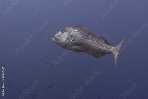 Common dentex (Dentex dentex) in Mediterranean Sea