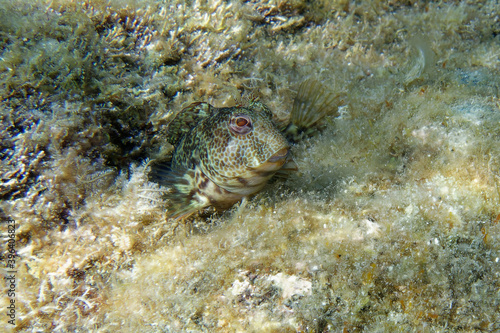 Female Fringe blenny (Parablennius pilicornis) in Mediterranean Sea photo