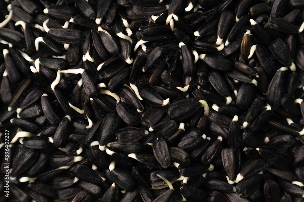 Sunflowers sprouting. Growing sprouted sunflower seeds, microgreens close up. Sunflowers sprouting. Growing sprouted sunflower seeds, microgreens close up.