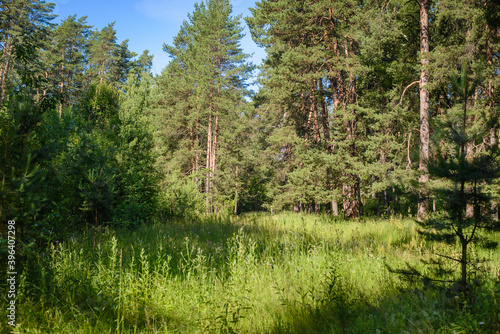 Summer forest landscape on a sunny day