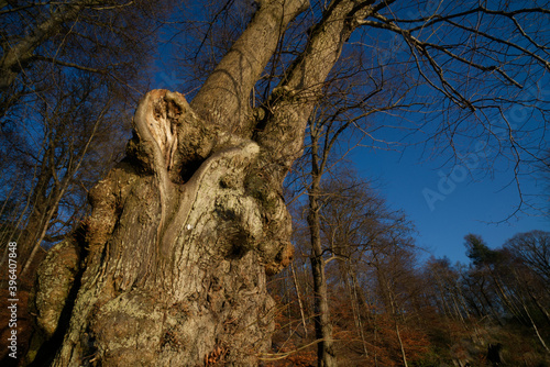 Fotografija Callendar Park is the jewel in the crown of parks in Falkirk, central Scotland