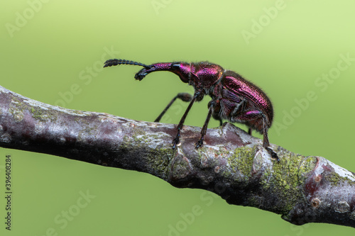 cherry-fruit weevil - Rhynchites auratus