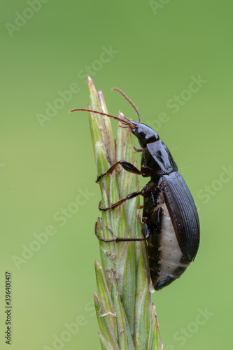 a ground beetle - Calathus fuscipes photo