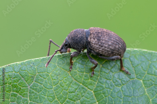 a weevil beetle - Otiorhynchus raucus © Marek R. Swadzba