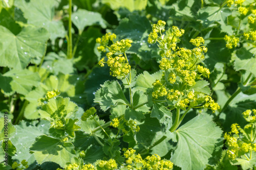 Fotografie detail of Alchemilla Mollis - garden Lady's Mantle plant in bloom with blurred b