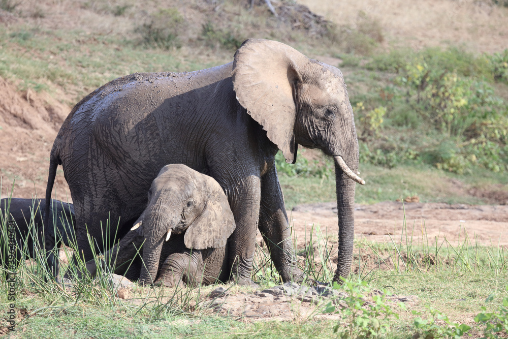 Fototapeta premium Afrikanischer Elefant / African elephant / Loxodonta africana.