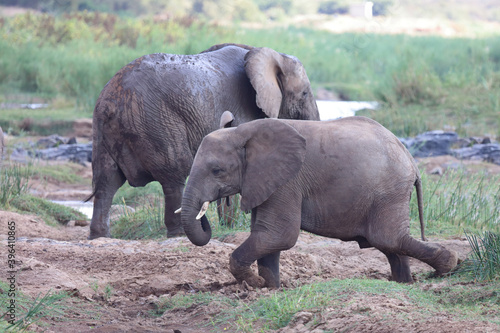 Afrikanischer Elefant   African elephant   Loxodonta africana.