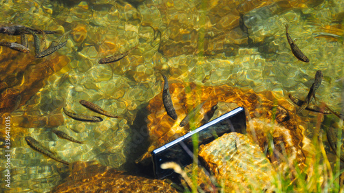 Water resistant cellphone submerged under the waters of a mountain lake and filming baby trouts feeding. 