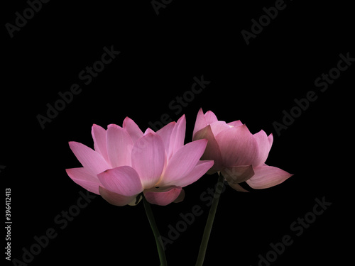 Large pink Lotus Flowers isolated on black background