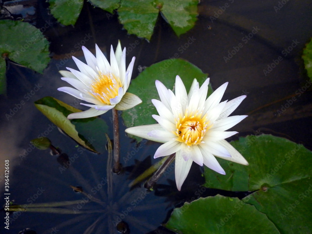Two beautiful white lily in home garden pond Two beautiful white lily in home garden pond