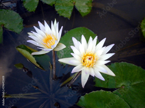 Two beautiful white lily in home garden pond