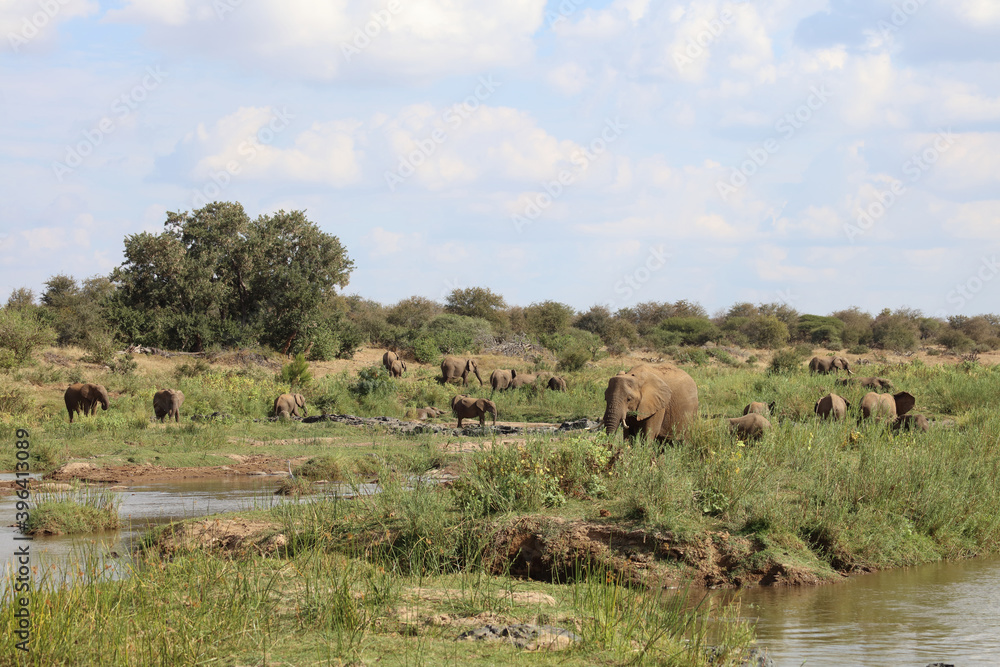 Afrikanischer Elefant im Olifants River / African elephant in Olifants River / Loxodonta africana. Afrikanischer Elefant im Olifants River / African elephant in Olifants River / Loxodonta africana.