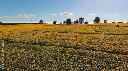 Wallpaper Mural Sunflower field. Field footage at sunset. Aerial shot. Local, natural, sustainable.  Torontodigital.ca