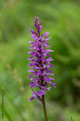 Dactylorhiza fuchsii