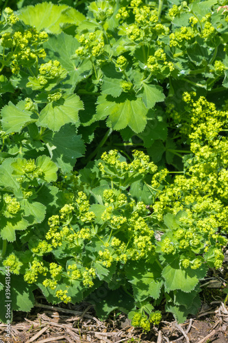 Wallpaper Mural closeup of Alchemilla mollis - garden Lady's Mantle plant with flowers in bloom