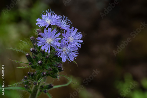 Fotografie Flower of a Alpine sow-thistle (Cicerbita alpina)