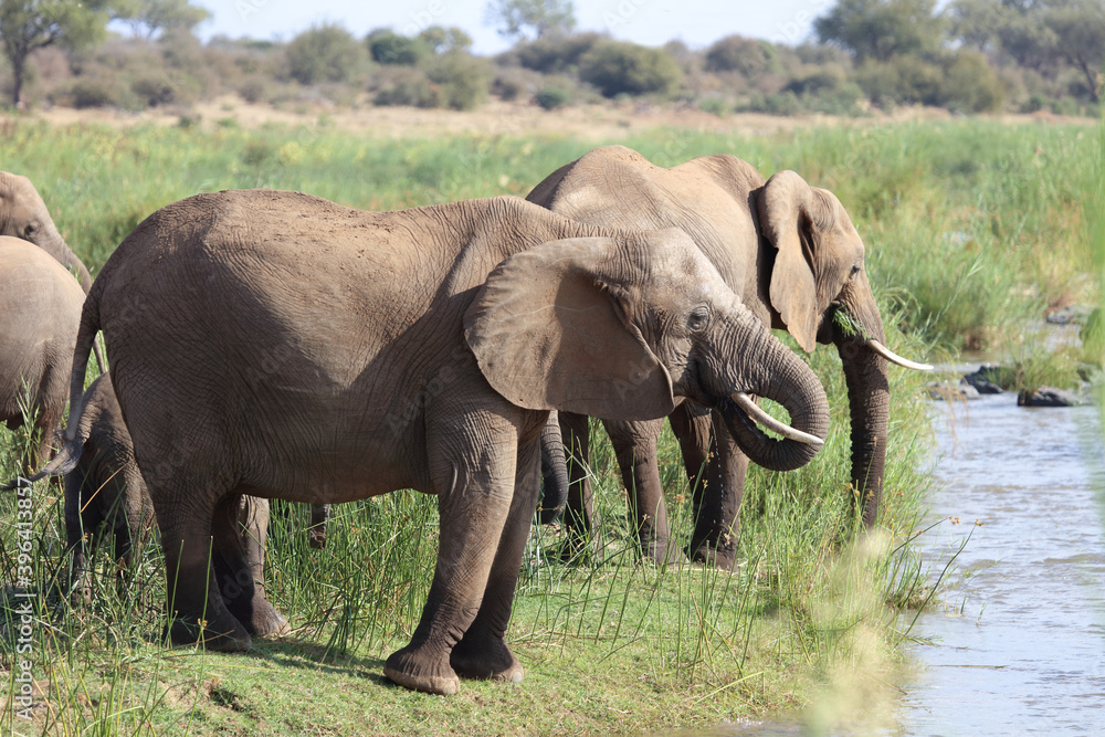 Afrikanischer Elefant am Olifants River / African elephant at Olifants River / Loxodonta africana