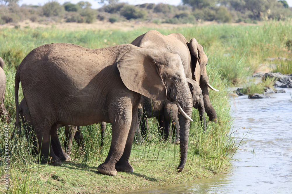 Afrikanischer Elefant am Olifants River / African elephant at Olifants River / Loxodonta africana. Afrikanischer Elefant am Olifants River / African elephant at Olifants River / Loxodonta africana.