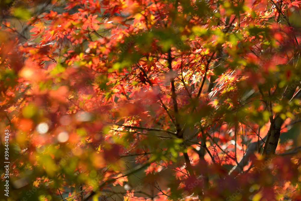 Maple tree red, orange, brown and yellow leaves in Autumn foliage Maple tree red, orange, brown and yellow leaves in Autumn foliage