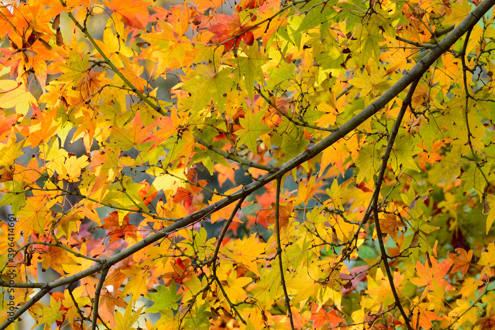 Maple tree red, orange, brown and yellow leaves in Autumn foliage Maple tree red, orange, brown and yellow leaves in Autumn foliage