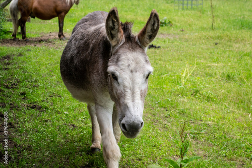 donkey on a meadow © sarns