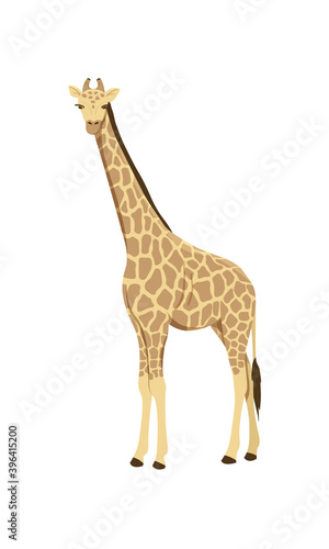 Icon of african giraffe. Wild savannah giraffe. Zoo or wildlife theme. Cartoon vector illustration isolated on white background