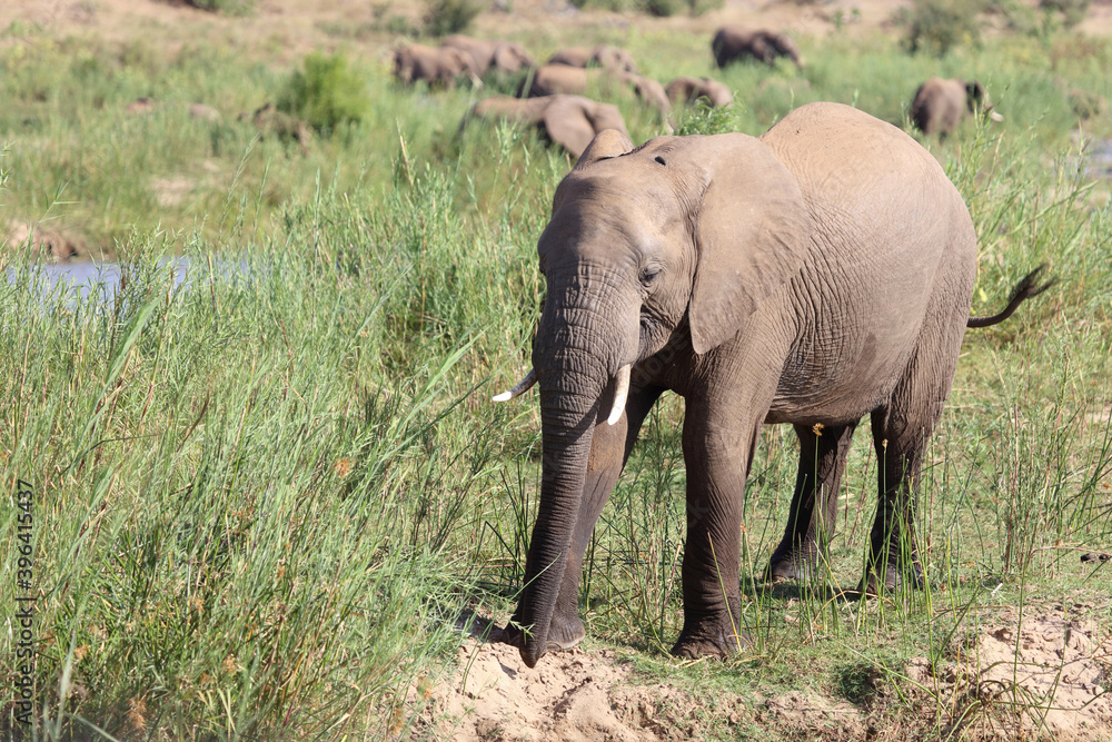 Fototapeta premium Afrikanischer Elefant am Olifants River / African elephant at Olifants River / Loxodonta africana.